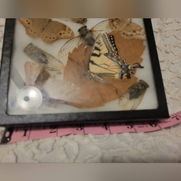 Dried Preserved Real Butterfly Moth Insects Oddity Earth Garden Natural - Picture 13 of 13